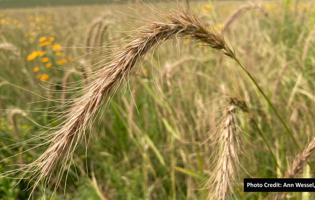 Featured Plant | MN Board Of Water, Soil Resources